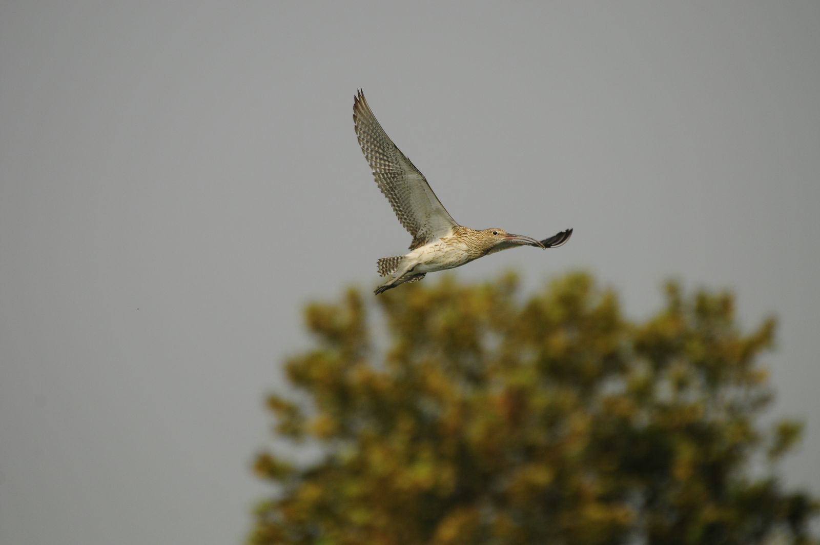 Chiurlo maggiore in volo